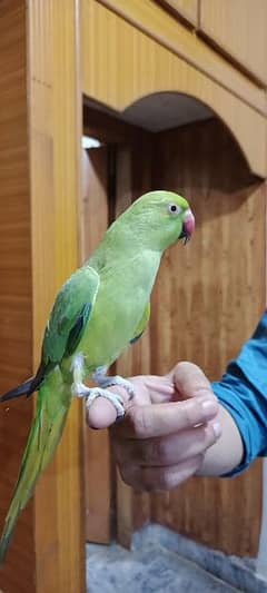 Hand tamed parrot