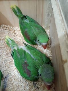 raw parrot chicks for sale