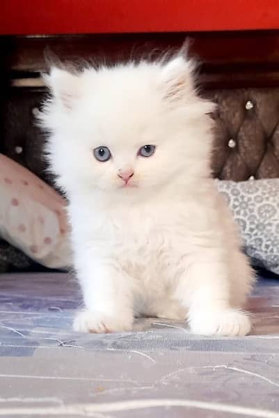 persian kittens/high quality \kittens 8