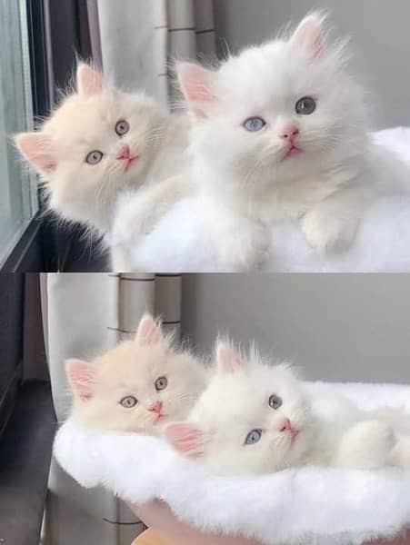 persian kittens/high quality \kittens 7