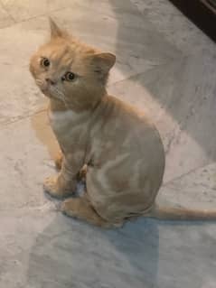 its a ginger persian cat good breed