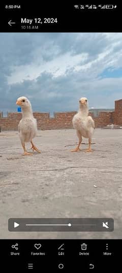 Chicks 1 month 2 month plus patha madi