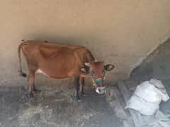 Jersy cow for sale final price 255000 Azad kashmir Thorar Rawalakot 0