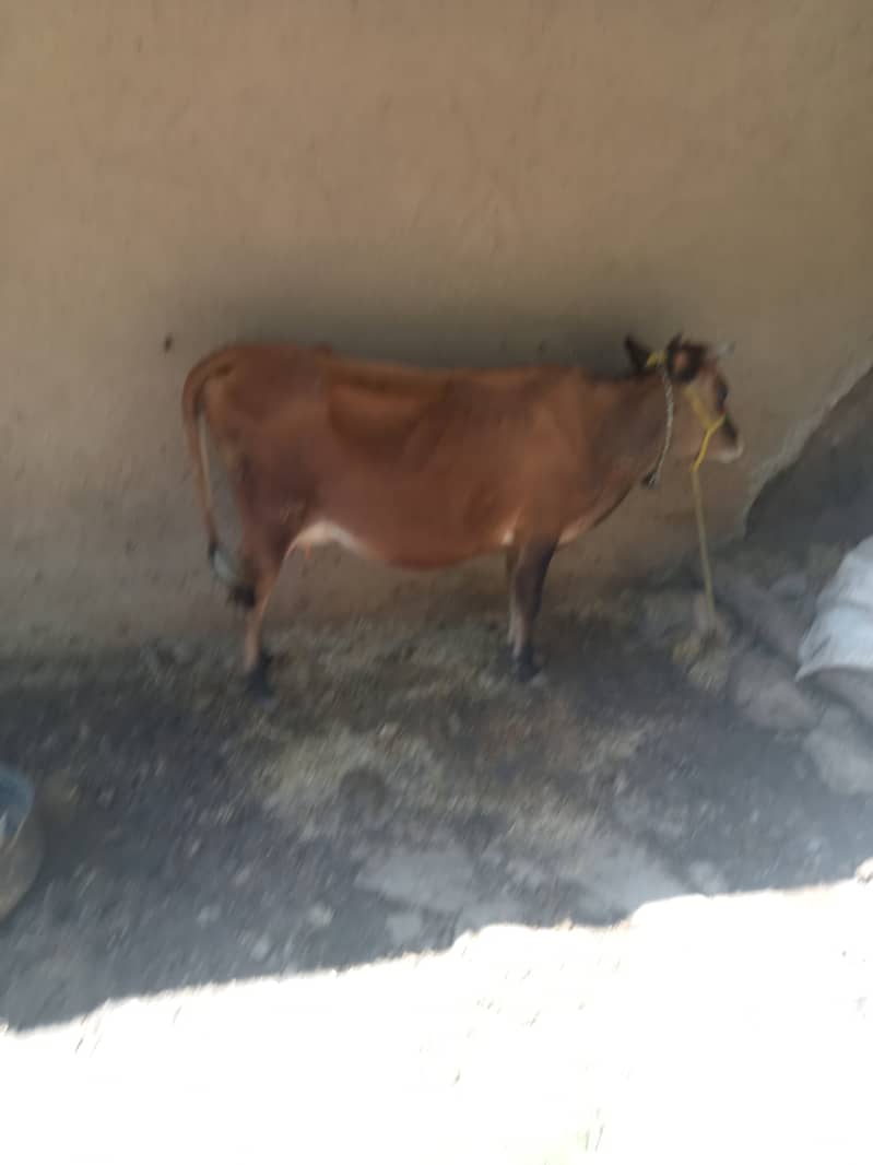 Jersy cow for sale final price 255000 Azad kashmir Thorar Rawalakot 1