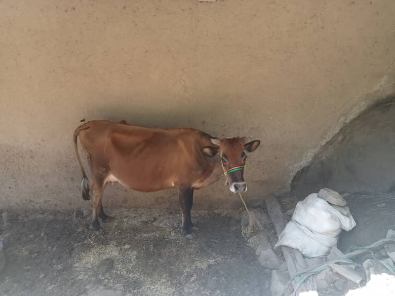 Jersy cow for sale final price 255000 Azad kashmir Thorar Rawalakot 2