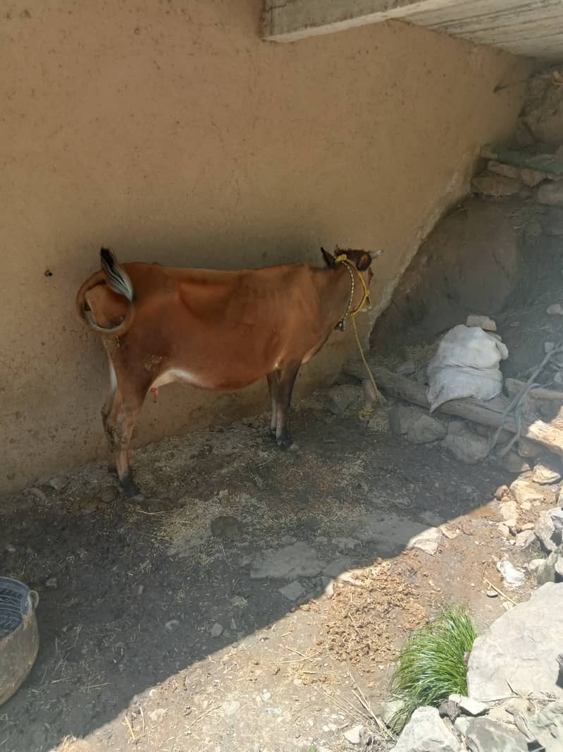 Jersy cow for sale final price 255000 Azad kashmir Thorar Rawalakot 3