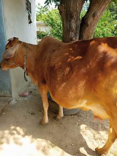 Cow For sale