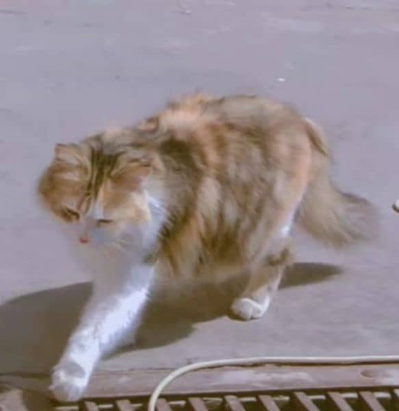 Persian Breeder cats 1