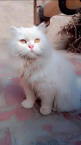 Persian Breeder cats 6