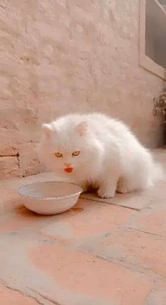 Persian Breeder cats 7