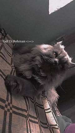 triple coated Persian male for sale