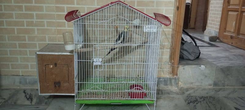 COCKTAIL TAMED MITHOO BOLTA HY WITH CAGE HY 4