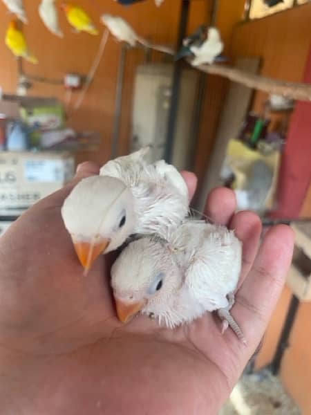 Albino love bird breeder pair with chicks 1