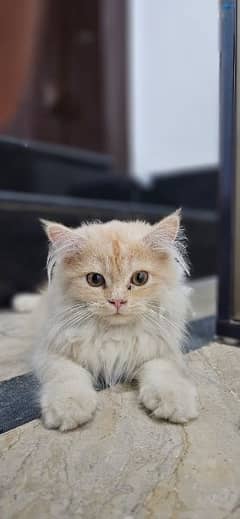 Persian light brown and yellow cat.