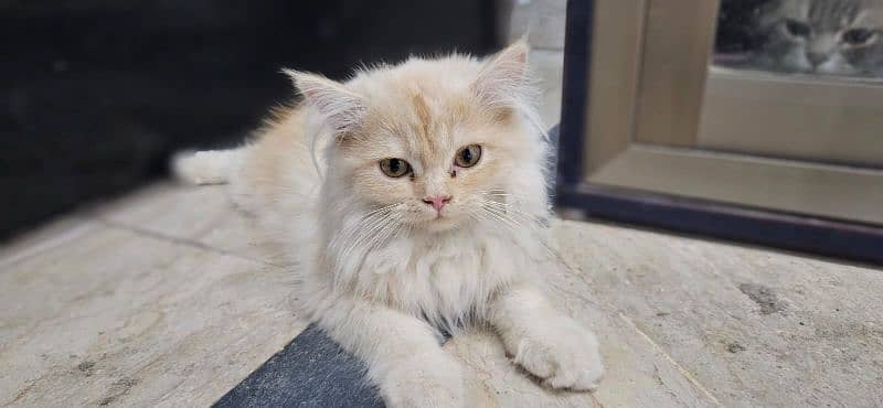 Persian light brown and yellow cat. 1