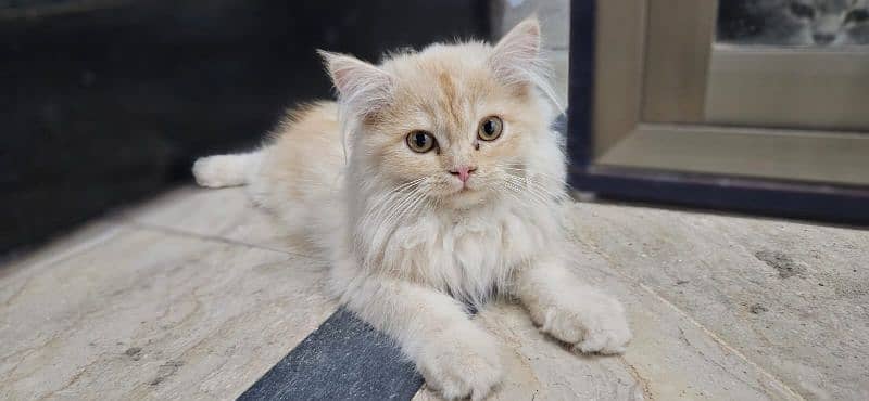 Persian light brown and yellow cat. 2