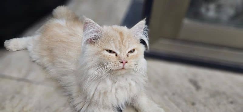 Persian light brown and yellow cat. 3
