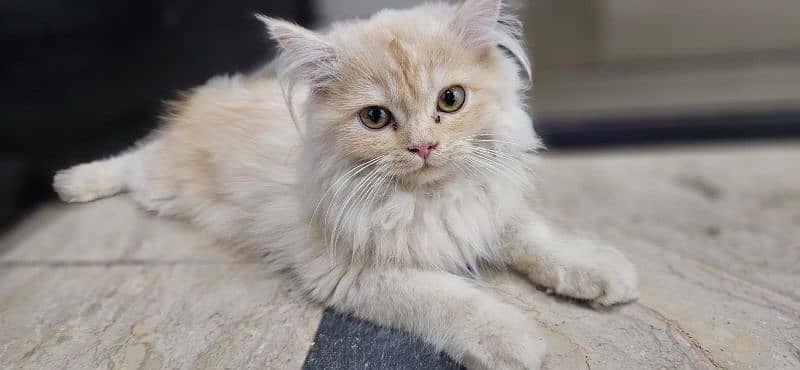 Persian light brown and yellow cat. 4