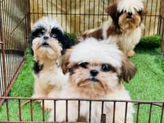 Top Quality Shihtzu Puppies 50k each puppy