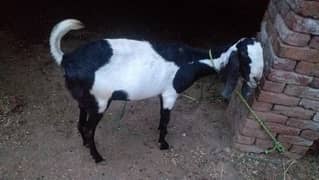 beautiful lailpuri goat for sale 0