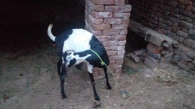beautiful lailpuri goat for sale 1