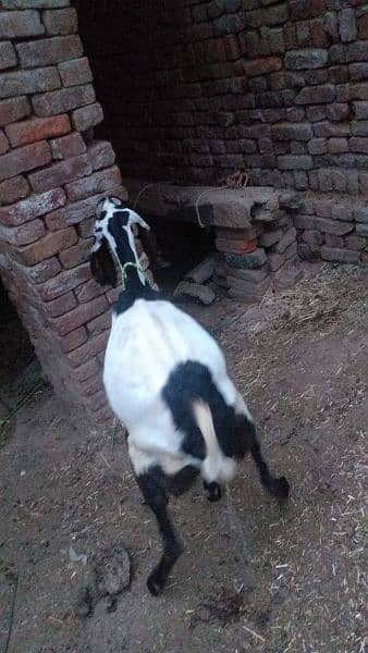 beautiful lailpuri goat for sale 2