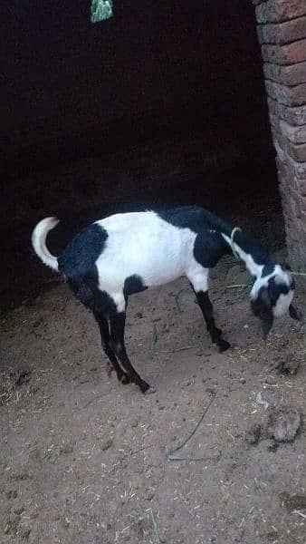 beautiful lailpuri goat for sale 3