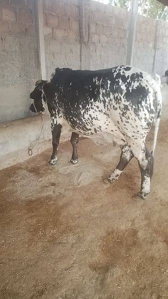 pregnant cow 7 months 5