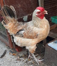 Ando Waali Murghi Healthy and Active ( Hen Laying Egg )