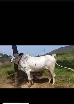 2dant beautiful animal (buls and camal)qurbani ka liya 0