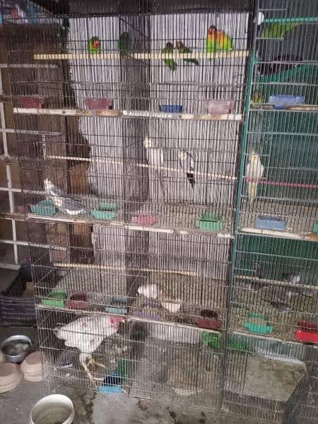 Birds Cage 1