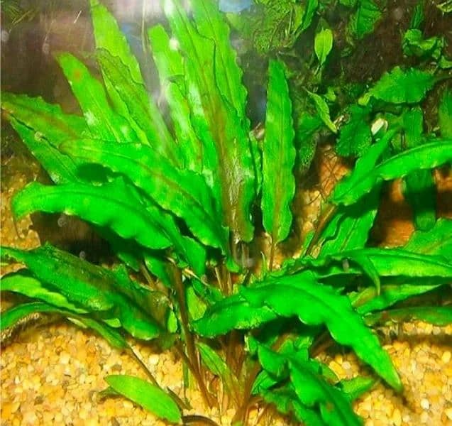 aquarium Live Plants 2