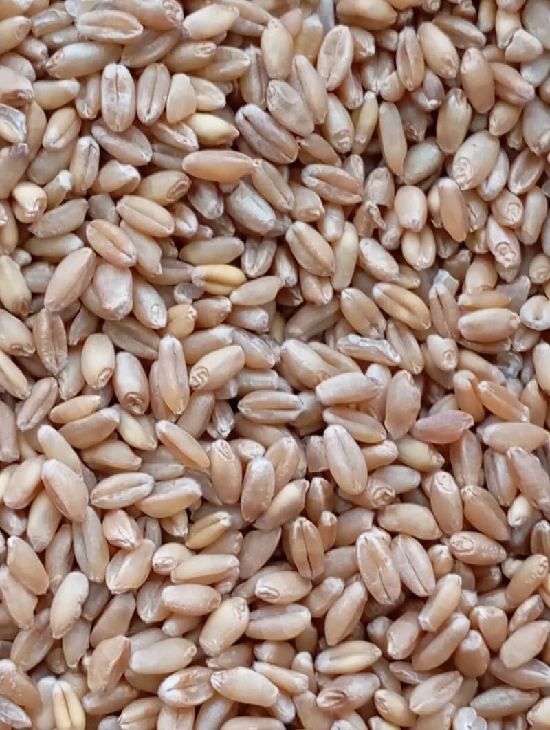 Wheat Gandum 0