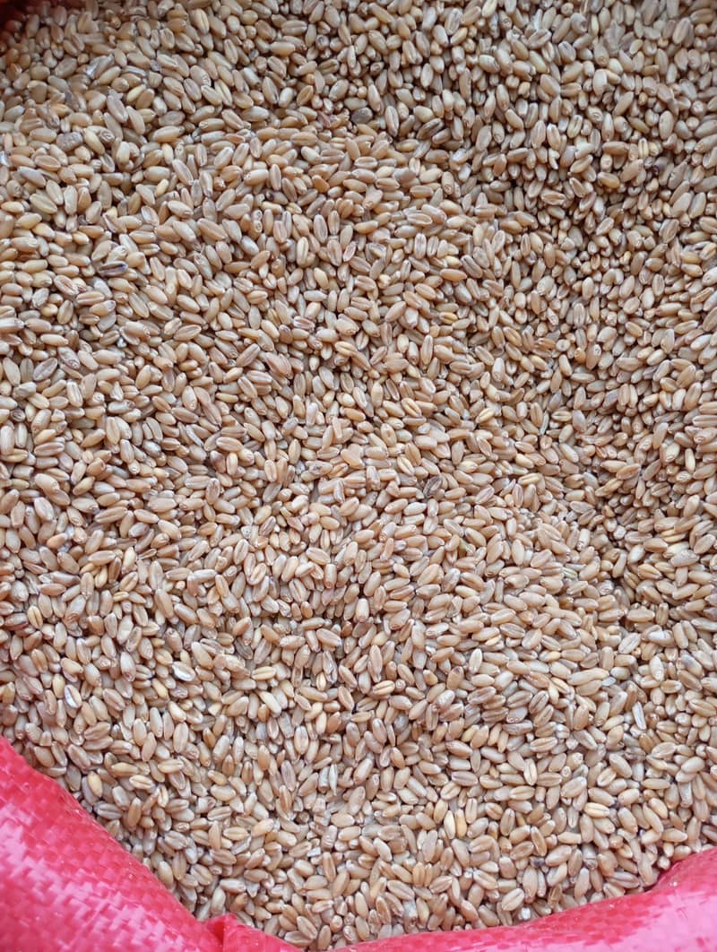 Wheat Gandum 1