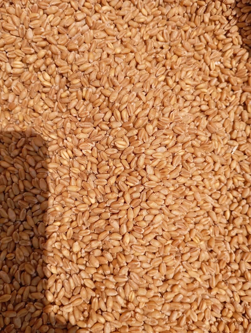 Wheat Gandum 3