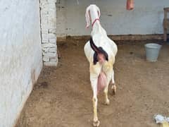 origional Rajan pure Goat ( Bakri ) for sale 0