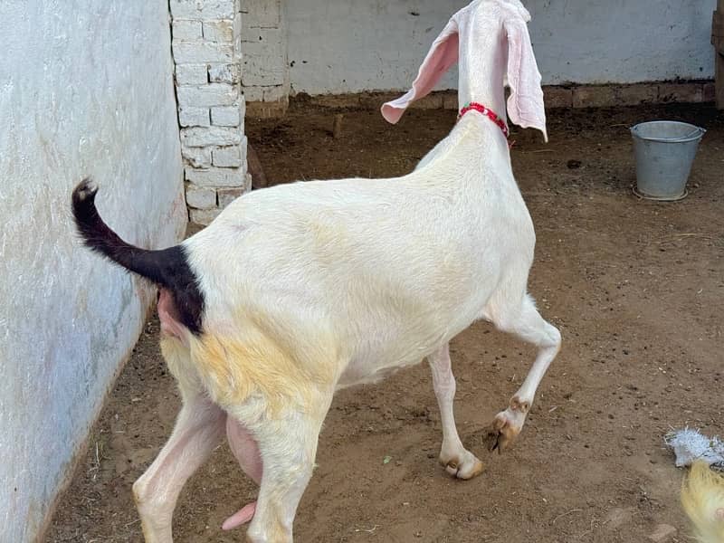 origional Rajan pure Goat ( Bakri ) for sale 1