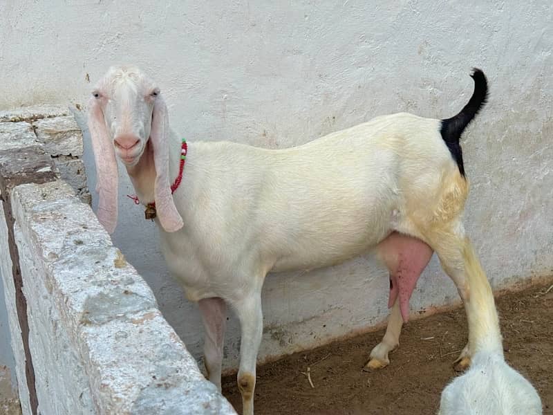 origional Rajan pure Goat ( Bakri ) for sale 2