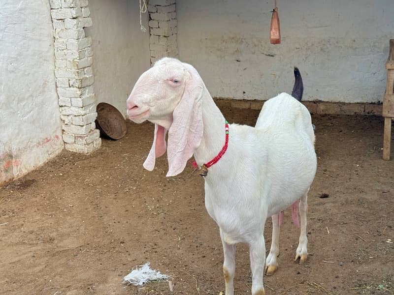 origional Rajan pure Goat ( Bakri ) for sale 3