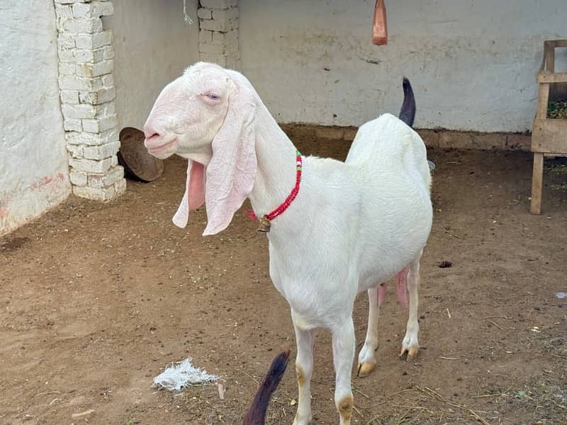 origional Rajan pure Goat ( Bakri ) for sale 4