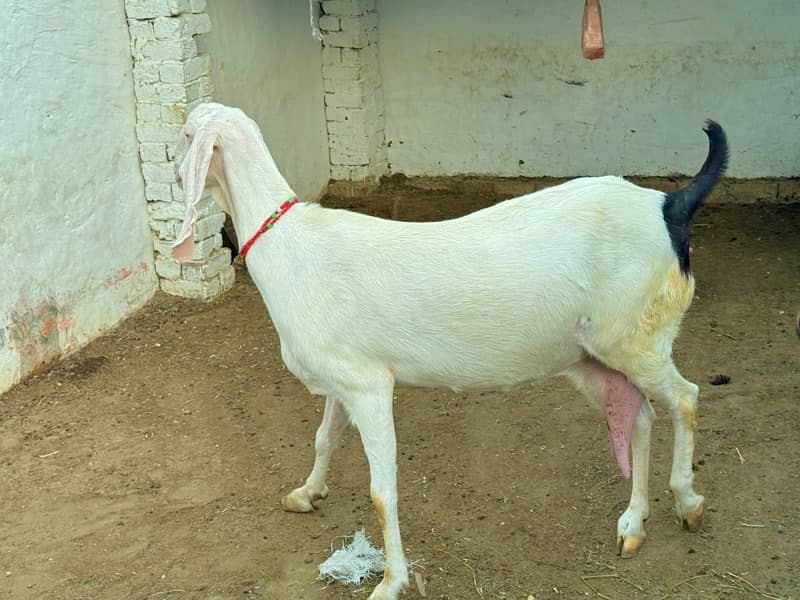 origional Rajan pure Goat ( Bakri ) for sale 5