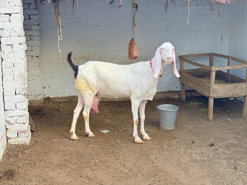 origional Rajan pure Goat ( Bakri ) for sale 6