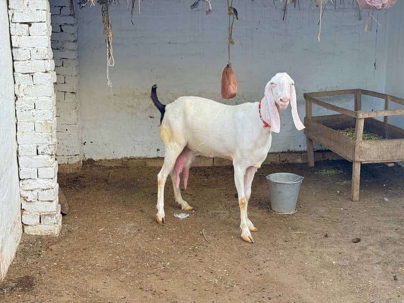 origional Rajan pure Goat ( Bakri ) for sale 7