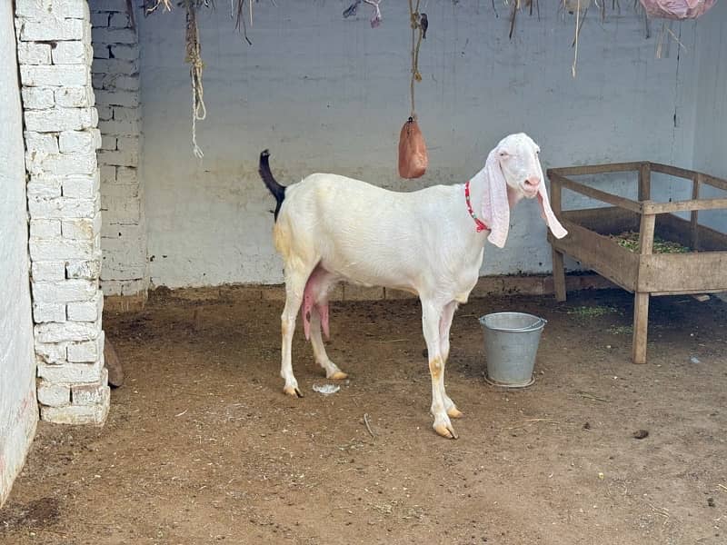 origional Rajan pure Goat ( Bakri ) for sale 8