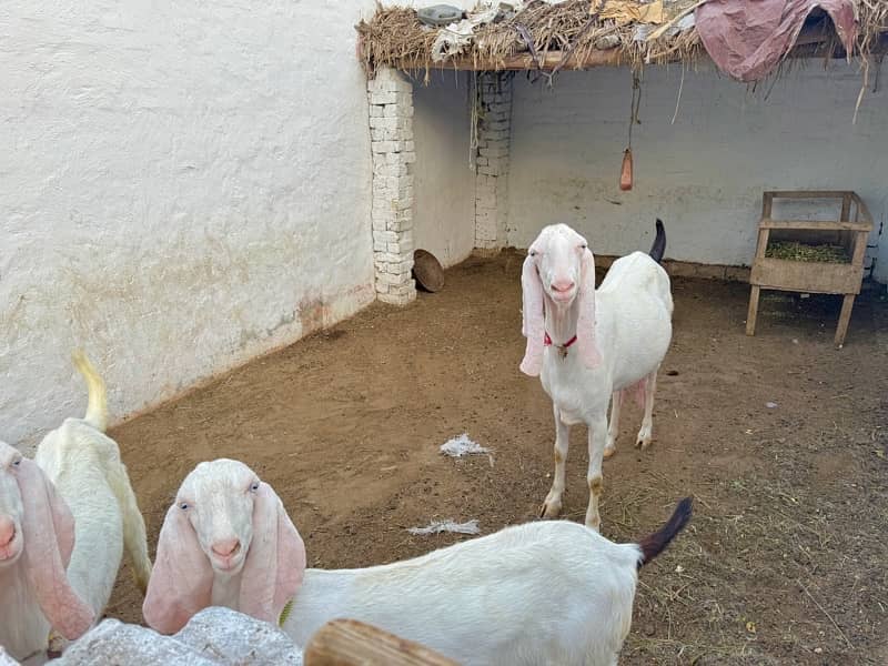 origional Rajan pure Goat ( Bakri ) for sale 9
