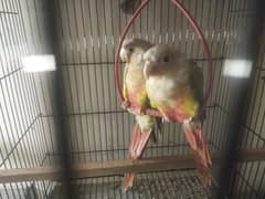 yellow sided or pineapple conure breeder pair or hand tame self chicks