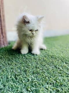 2 months baby Persian cat