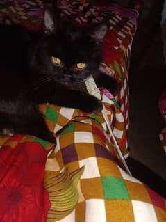 black Persian cat very beautiful 0