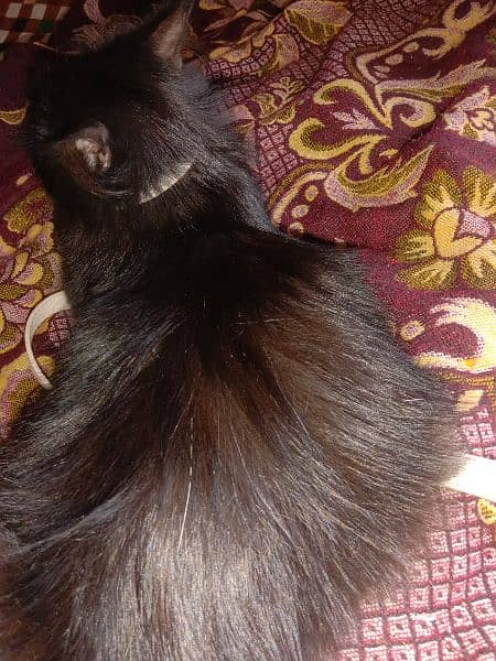 black Persian cat very beautiful 1