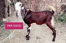 Beautiful Animals Qurbani Goats 0